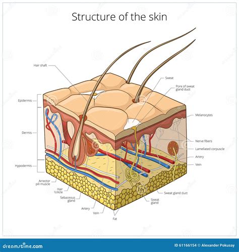 Illustrazione della struttura della pelle