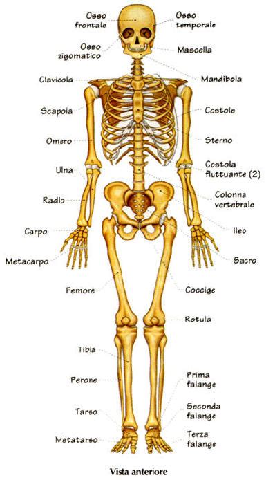 Diagramma del sistema scheletrico umano con focus sulle articolazioni