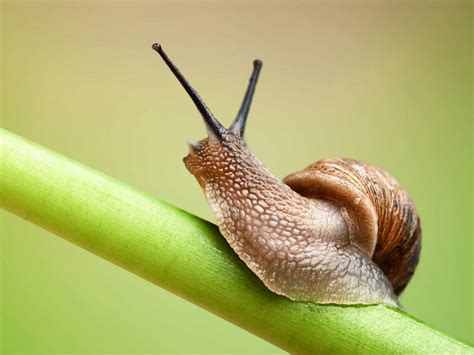 composizione bava di lumaca
