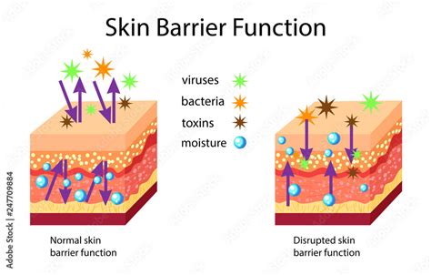 Schematic representation of skin barrier function and protection