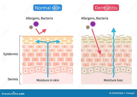 Schema che illustra la barriera cutanea e l'azione dell'acido ialuronico