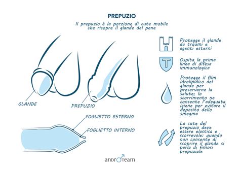 Illustrazione anatomica del pene con evidenziato il glande e il prepuzio