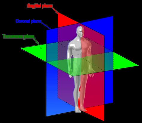 Piani anatomici del corpo umano