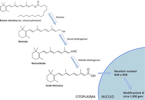 Schema della cascata di conversione dei retinoidi nella pelle