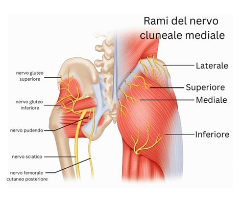 Schema anatomico del nervo cluneale superiore e delle strutture glutee profonde
