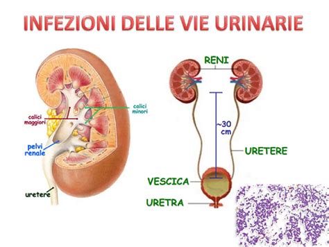 Diagramma delle vie urinarie umane