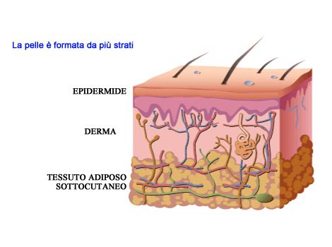 Diagramma della struttura della pelle