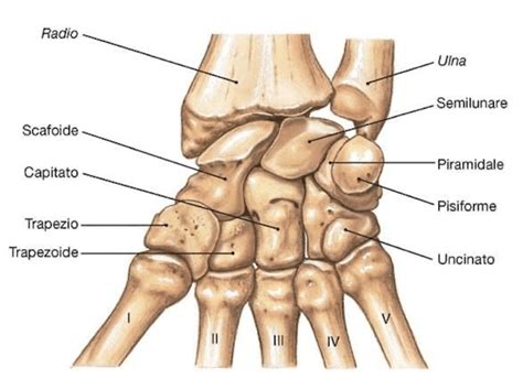 Anatomia del polso con evidenziato l'osso semilunare