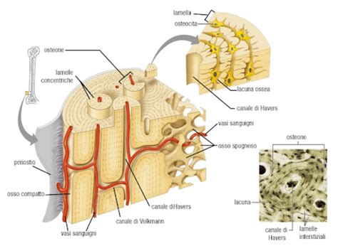 Diagramma che illustra la vascolarizzazione dell'osso semilunare