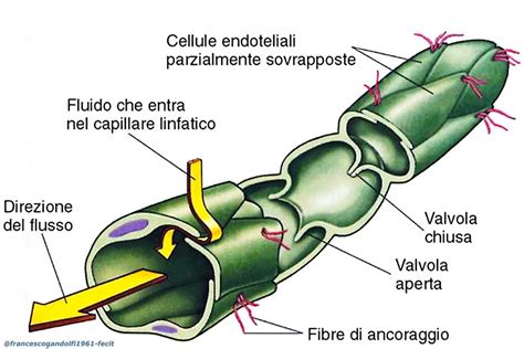 Schema di un capillare linfatico con filamenti di ancoraggio