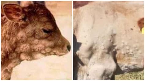 Bovino con noduli cutanei tipici della Dermatite Nodulare Contagiosa