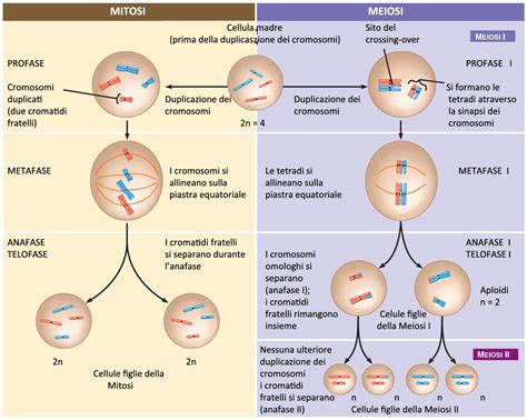 Schema che illustra la differenza tra comedogenico e non comedogenico