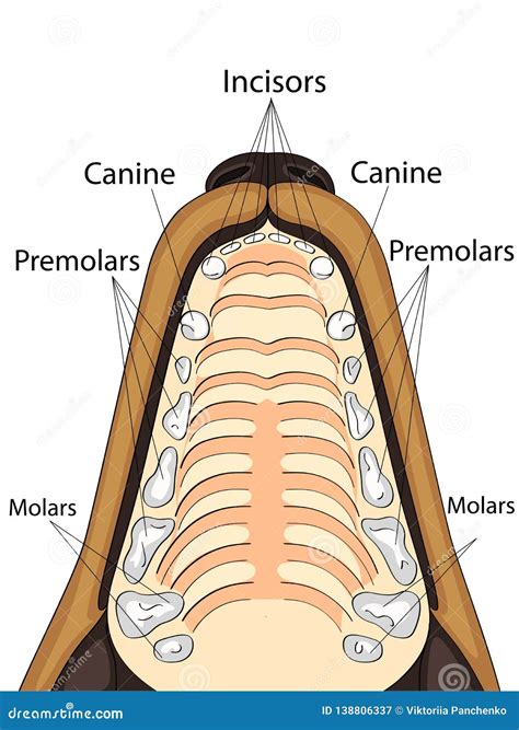 Illustrazione anatomica della pelle del cane
