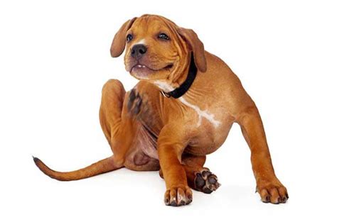 Cane Shih-Tzu che si gratta intensamente