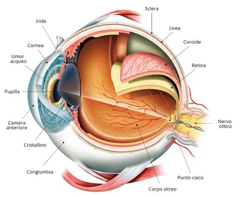 Occhio umano con struttura interna dettagliata