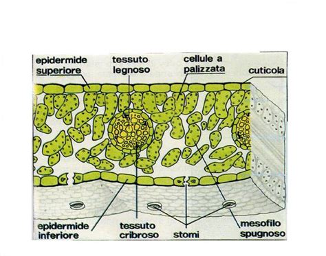 Sezione trasversale di una foglia al microscopio ottico mostrando l'epidermide superiore e inferiore, il mesofillo e uno stoma.