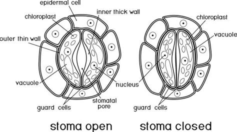Diagramma che illustra la struttura di uno stoma, con le cellule di guardia che delimitano la rima stomatica.