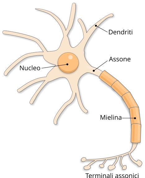 Immagine stilizzata di un neurone che trasmette un impulso a un muscolo