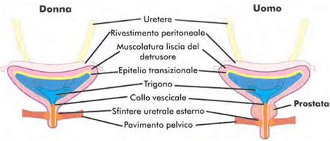 Struttura anatomica della vulva e della vagina