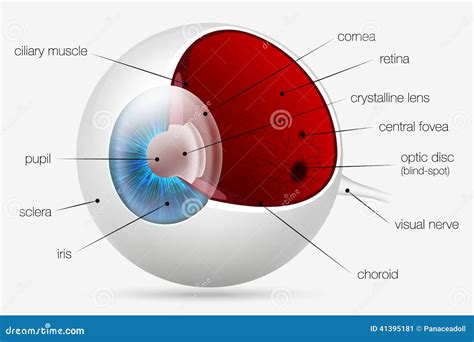 struttura interna dell'occhio umano