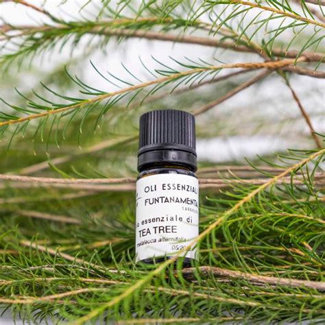 Immagine di una bottiglia di olio essenziale di tea tree e foglie di albero del tè