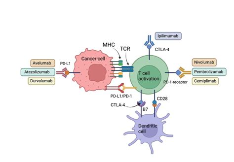 Schema che confronta l'efficacia di Pembrolizumab e Ipilimumab in vari endpoint