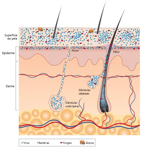 schema microbioma cutaneo