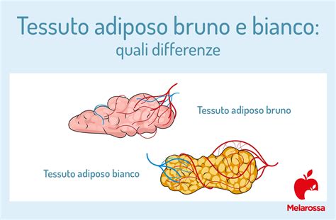 Schema anatomico che illustra la differenza nella struttura del tessuto adiposo tra uomo e donna