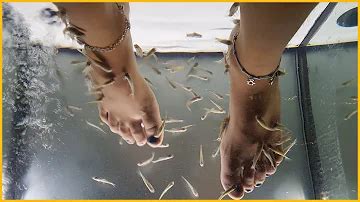 Pesci Garra Rufa che mangiano la pelle morta dai piedi