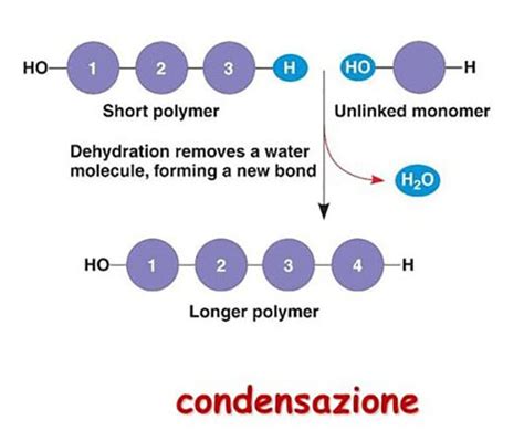 Diagramma schematizzato di una reazione di polimerizzazione