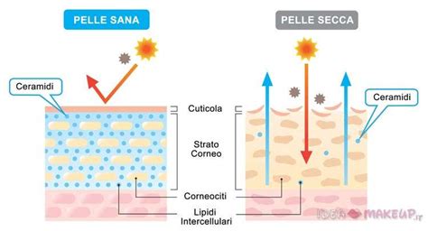 Infografica sui benefici delle ceramidi per la barriera cutanea