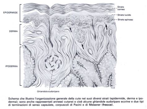 Struttura microscopica della pelle