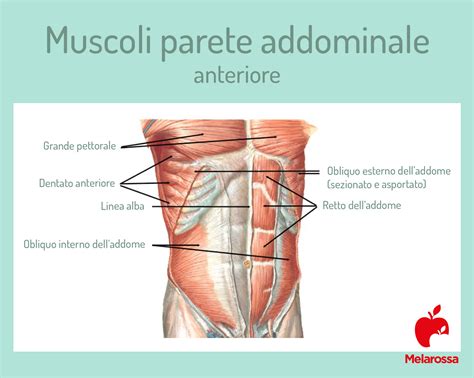 Schema anatomico della parete addominale e uterina