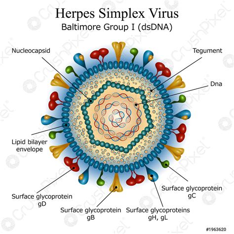 Schema del virus dell'Herpes Simplex