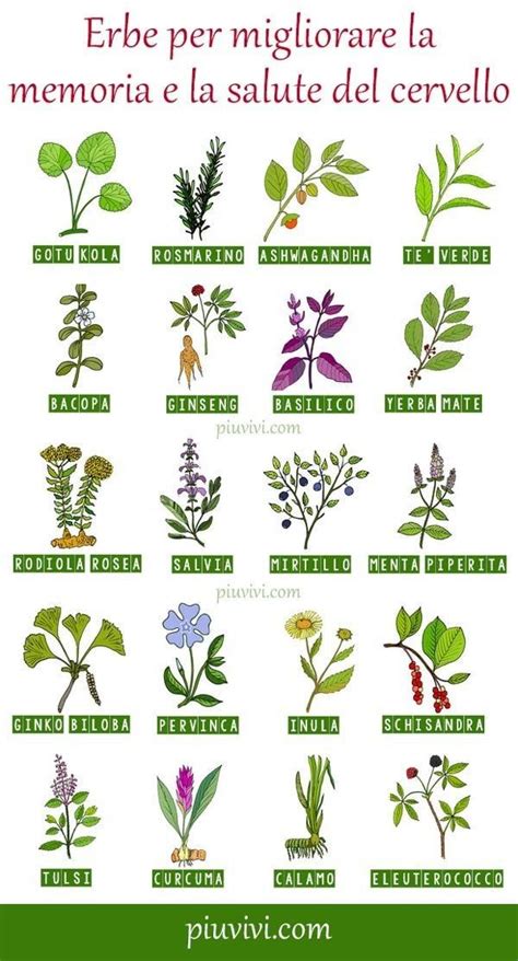 Varietà di erbe e piante medicinali utilizzate nei rimedi naturali