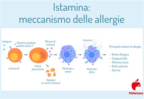 Diagramma che illustra il meccanismo di rilascio di istamina dai mastociti