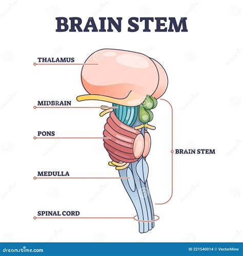 Schema anatomico del tronco con le linee di tensione cutanea