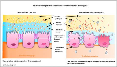 Diagramma della barriera cutanea compromessa e riparata