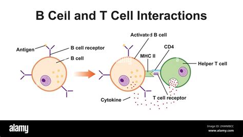 Diagramma delle cellule T e B