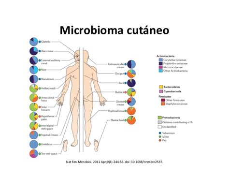 Schema del microbioma cutaneo