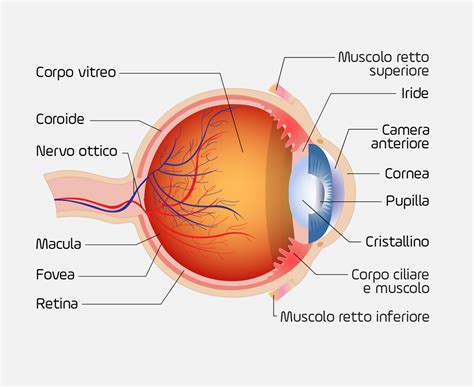 schema anatomico del contorno occhi