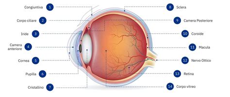 Struttura dell'occhio umano con focus sulla cornea