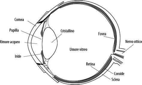 Schema che illustra le diverse parti dell'occhio colpite dalla cheratite
