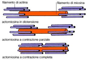 Illustrazione di filamenti mucosi sulla superficie corneale