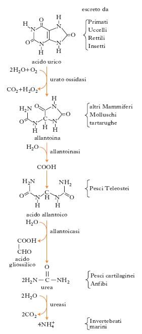 Diagramma del ciclo delle purine e produzione di acido urico
