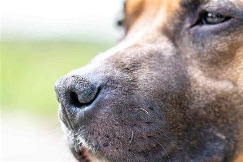 Alopecia sul muso di un cane