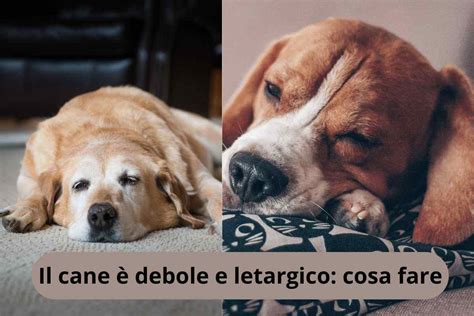 Cane apatico e letargico