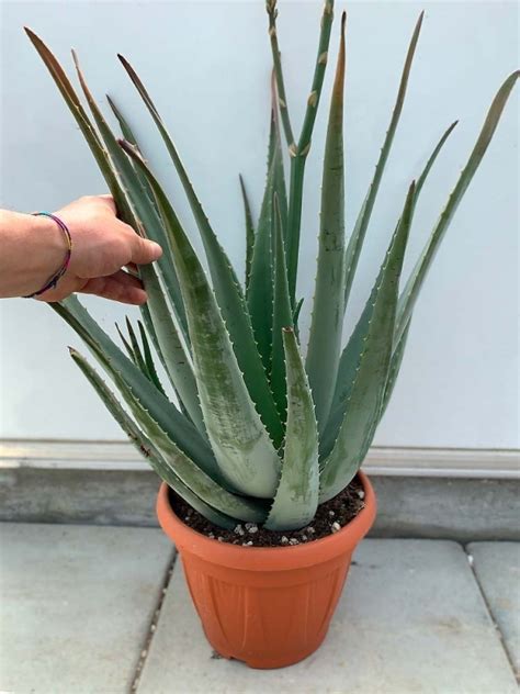 Aloe vera pianta